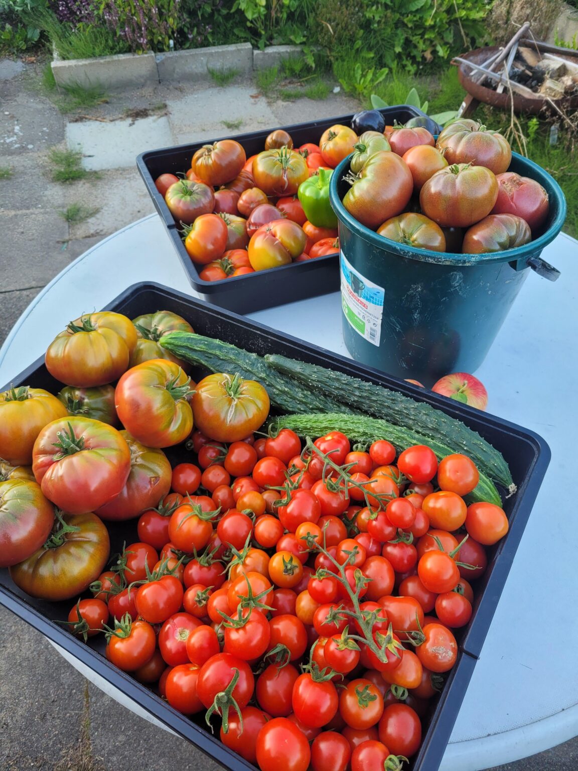 Kleine Tomatenernte 🍅