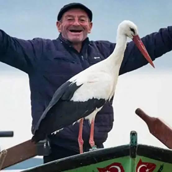 Tägliche türkische Sprichwörter, Tag 1. Eine Schlange ist in den Arsch gerissen, so dass ich nach einem Storch suche, um sie herauszuziehen.