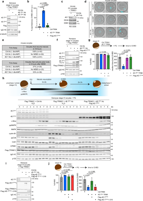 Translationale Repression durch das Protein 4E-T ist entscheidend, um die Eizellenruhe aufrechtzuerhalten, indem die Protein-Translation der meiotischen Treiber in Wirbeltiereiern blockiert wird
