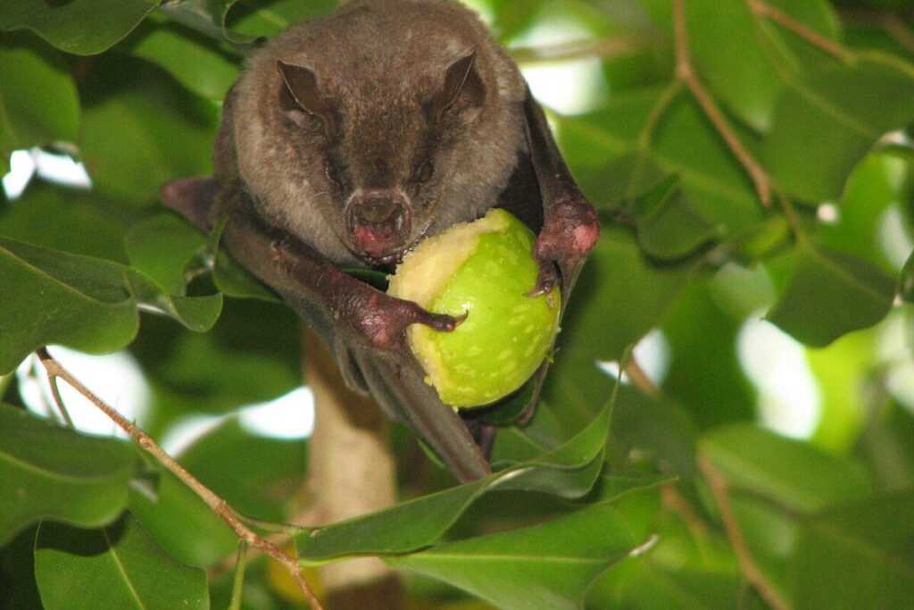 Samendispersintiere sind im Niedergang und wirken sich auf Wälder und das Klima aus. Etwa die Hälfte aller Pflanzen, einschließlich 90% der Bäume in tropischen Regenwäldern, sind für ihre Ausbreitung von Samendispensingieren abhängig. Samendispersintiere sind im Niedergang und wirken sich auf Wälder und das Klima aus. Etwa die Hälfte aller Pflanzen, einschließlich 90% der Bäume in tropischen Regenwäldern, sind für ihre Ausbreitung von Samendispensingieren abhängig.