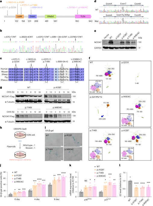 Durch V-ATPase-interagierende Protein-NCOA7 vermittelte Spannungskörnchen-Clearance mindert Ovarialalterung
