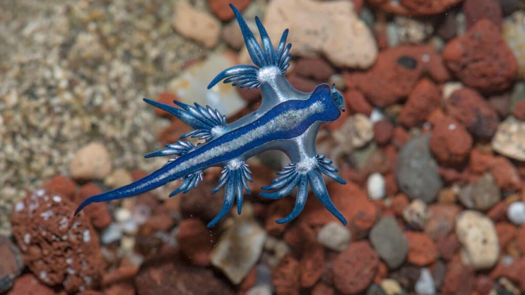Touristen, die im spanischen Feiertags -Hotspot vom See nach tödlichen "Blue Dragons" entdeckt wurden