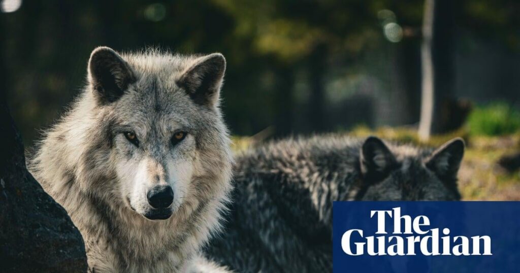 Wolfsjagd in den westlichen USA tut wenig, um Tierverluste zu verhindern, Studienfinds | Die Analyse der rechtlichen Jagd in Montana und Idaho zeigt, dass die Beseitigung eines Wolfs nur 7% einer einzelnen Kuh geschützt ist Wolfsjagd in den westlichen USA tut wenig, um Tierverluste zu verhindern, Studienfinds | Die Analyse der rechtlichen Jagd in Montana und Idaho zeigt, dass die Beseitigung eines Wolfs nur 7% einer einzelnen Kuh geschützt ist