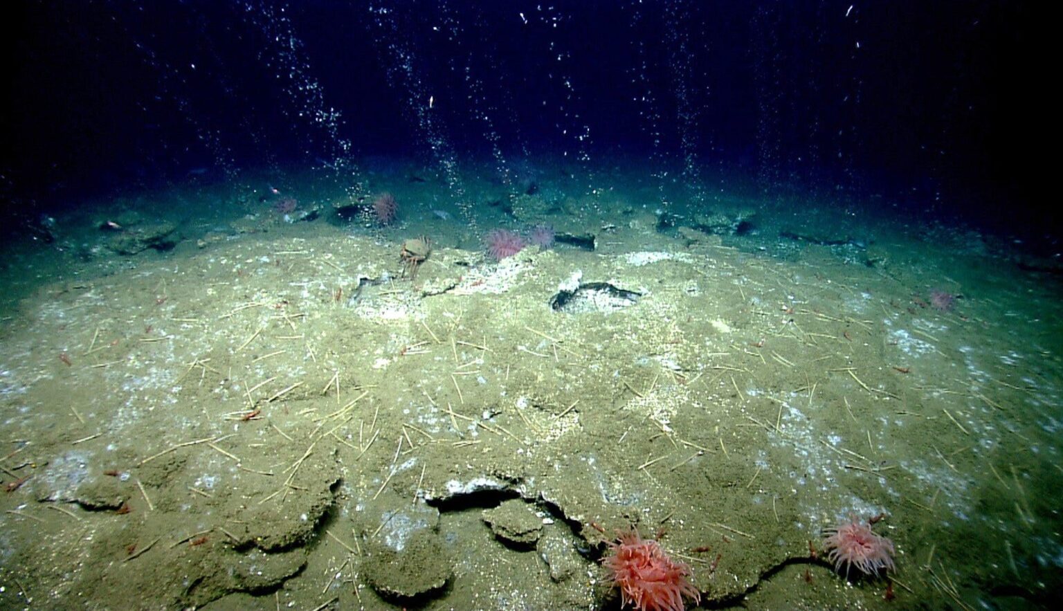 Wissenschaftler zeigen, wie Mikroben zusammenarbeiten, um starkes Treibhausgas zu konsumieren: «Mikroben, die Methan aus dem Meeresboden filtern, können neue Hinweise auf den Klimawandel enthalten, finden USC Dornsife -Forscher und Mitarbeiter. »