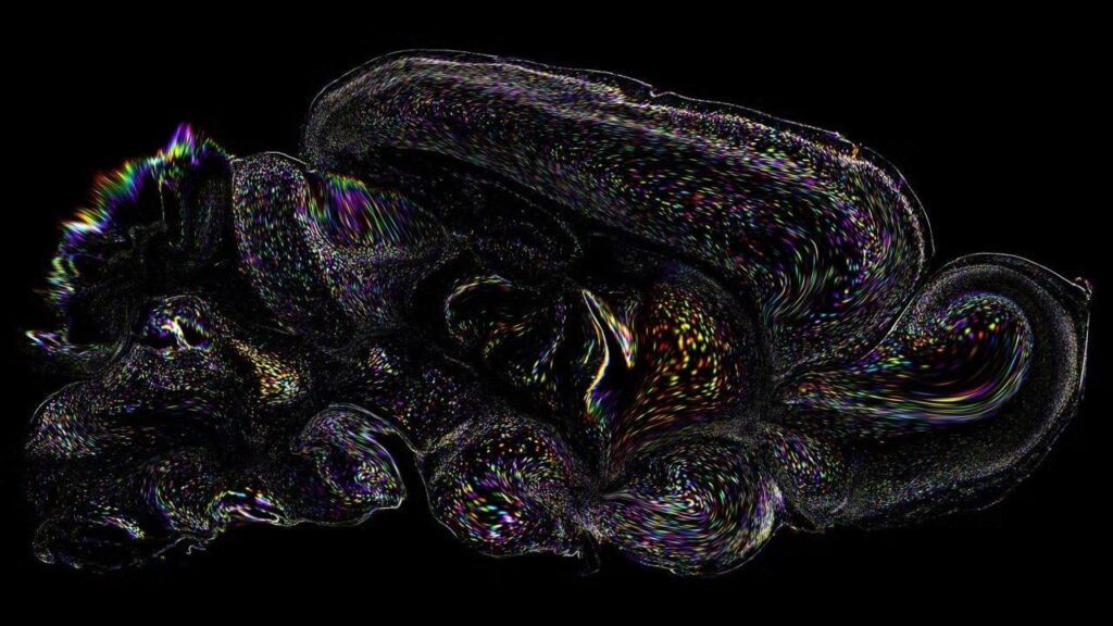 Psychedelika und nicht halluzinogene Analoga arbeiten bis zu einem gewissen Punkt durch denselben Rezeptor Psychedelika und nicht halluzinogene Analoga arbeiten bis zu einem gewissen Punkt durch denselben Rezeptor