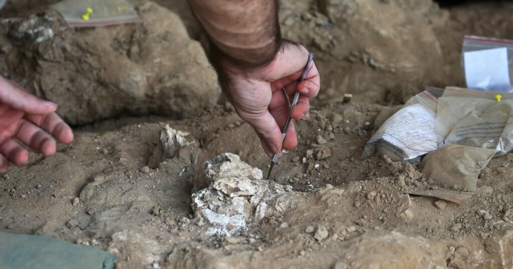 Archäologen in Georgia entdecken 1,8 Millionen Jahre alte menschliche Kieferknochen