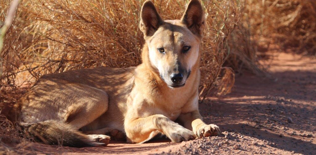 Dingoes sind keine häuslichen Hunde - neue Beweise zeigen