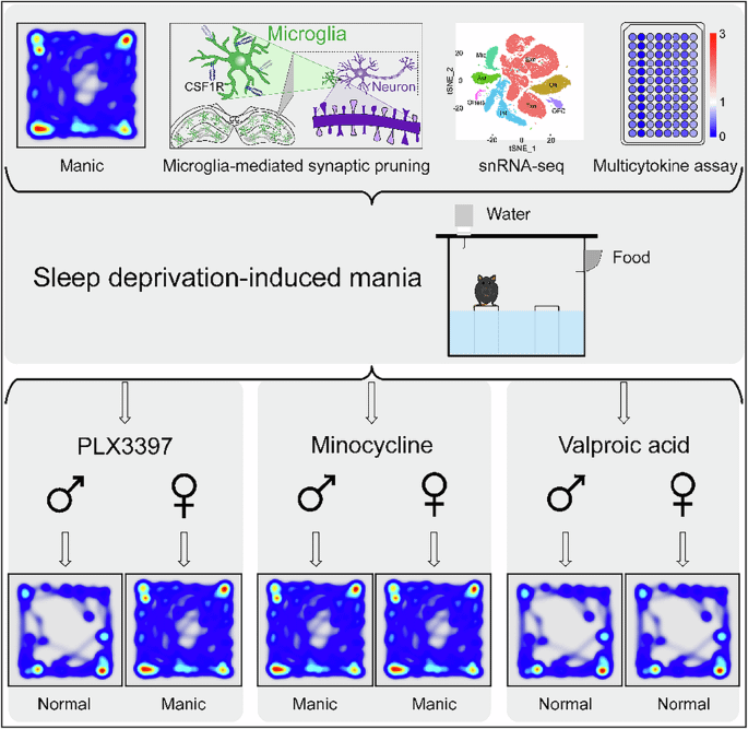 Mikroglia-vermittelte Entzündungen und synaptisches Beschneiden tragen auf geschlechtsspezifische Weise zu Schlafentzug durch