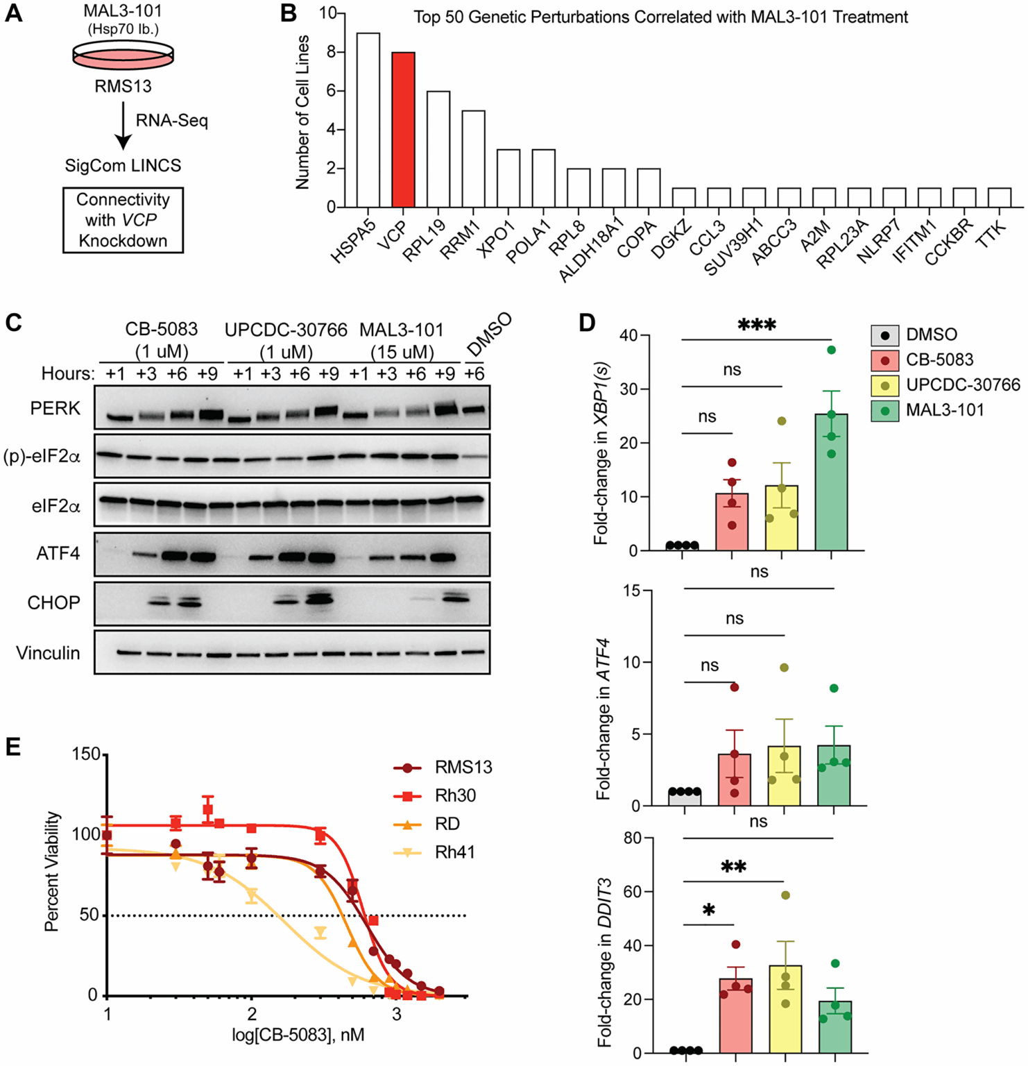 In vivo Manipulation des Proteinhomöostase -Netzwerks in Rhabdomyosarkoma