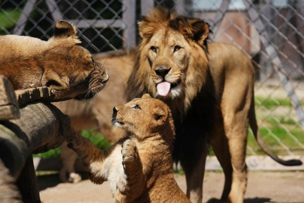 Der tschechische Zoo begrüßt vier neue seltene Barbary Lion Cubs