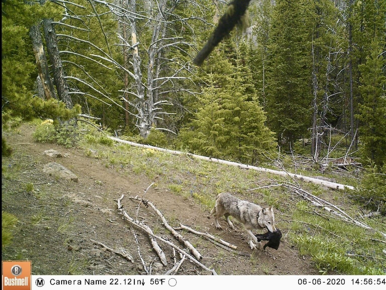 Wölfe aus der Region Yellowstone beobachteten sich bewegende Welpen, um Elch zu folgen-vorhut wissenschaftliche Annahmen