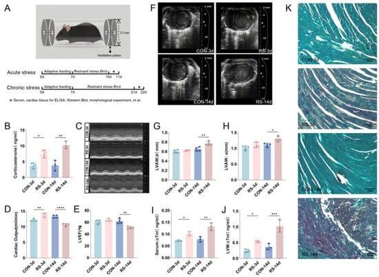 Herzfunktionsstörung durch Stress bei Mäusen ist mit NR3C1 -Signalübertragung verbunden, die den Kalziumbalance in Herzzellen stört und zu Mitochondrienschäden führt