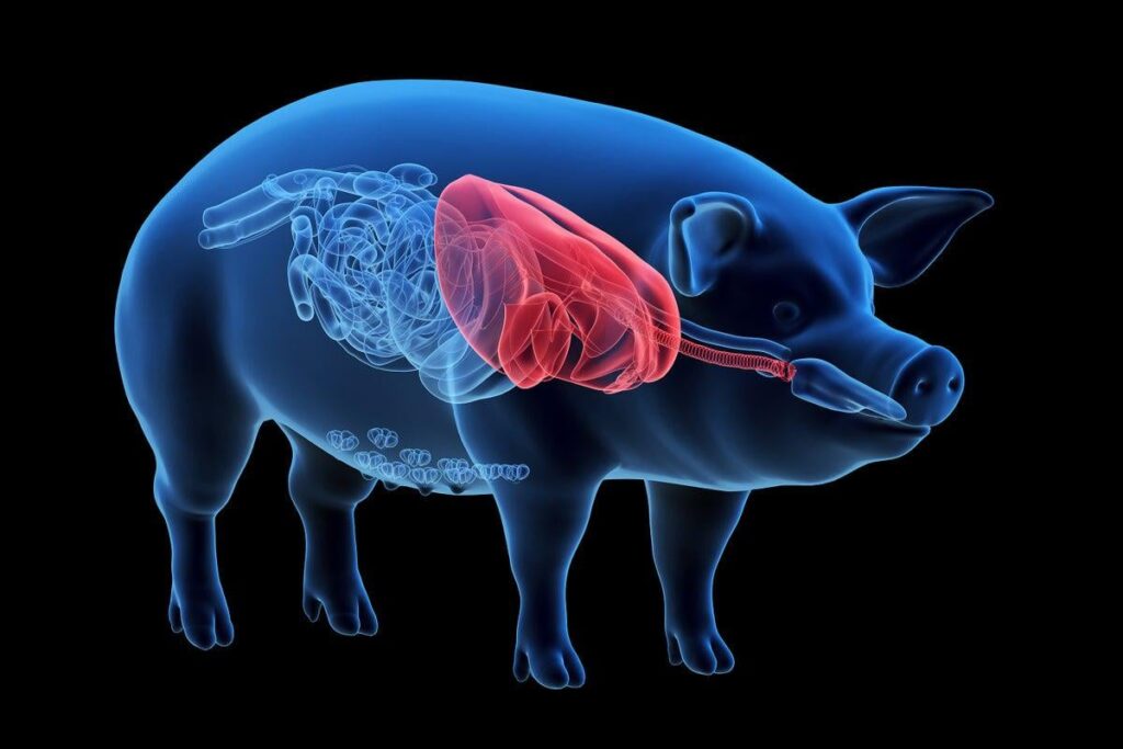 Eine Schweinlunge lebte nur in einem Menschen - hier bedeutet das das, was das bedeutet
