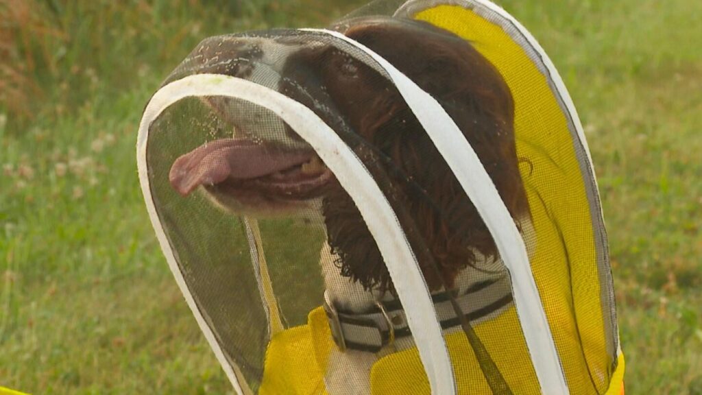 Der frühere K-9-Ahorn ist beschäftigt, als Biene, die Drohungen für Kolonien der Michigan State University ausstatten