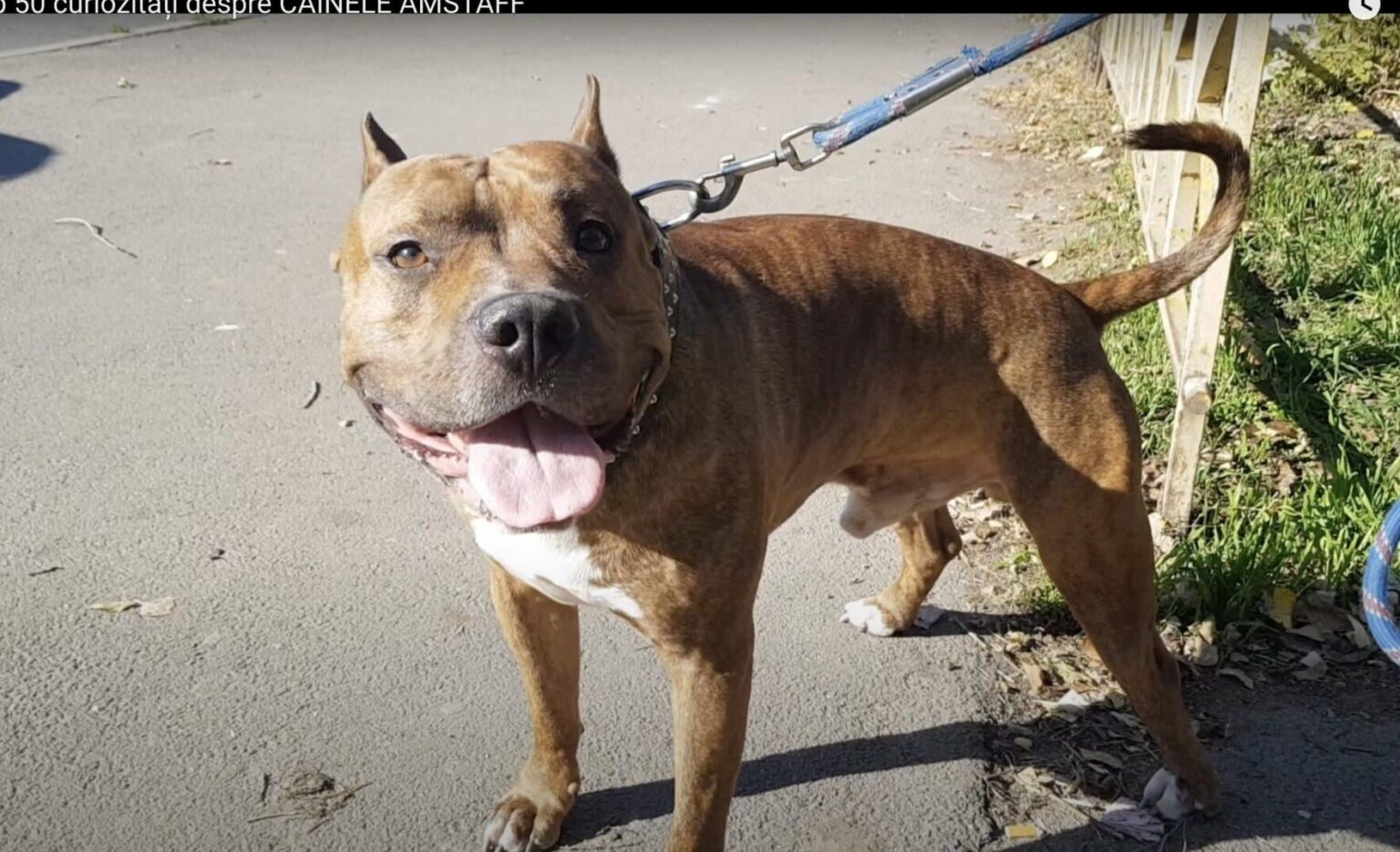 Eine junge Frau wurde in einer Straße in Galati von einem Amstaff / Opferhund angegriffen, der im Bauchbereich verletzt wurde