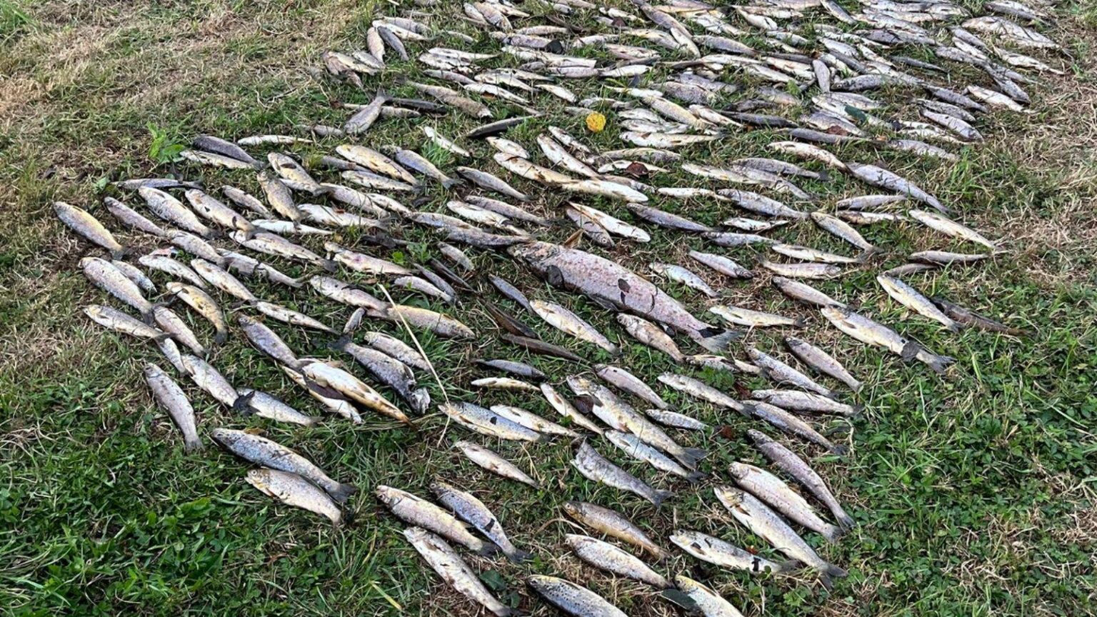 Tests finden fest, dass ein fester Standort in der Nähe von Cork Fish Kill überschritten wurde