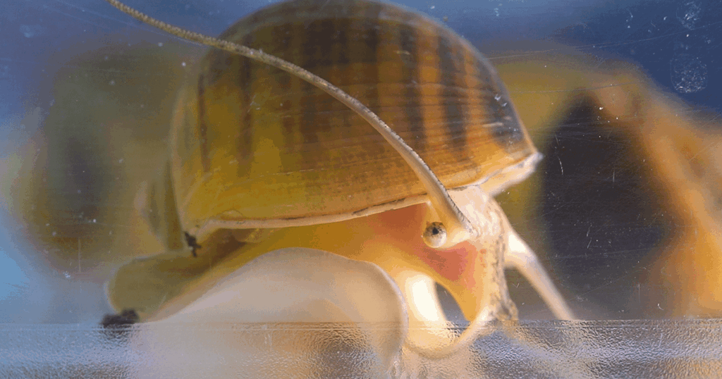 Das Auge der Apfelschnecke ähnelt ungewöhnlich wie einem menschlichen Auge, kann sich im Gegensatz zu menschlichen Augen, wenn sie verletzt oder sogar amputiert ist, nachwachsen. Die Schnecke hat Potenzial als Modellorganismus, um die Augenregeneration zu untersuchen und die Erkrankungen wie die Makuladegeneration besser zu verstehen. Das Auge der Apfelschnecke ähnelt ungewöhnlich wie einem menschlichen Auge, kann sich im Gegensatz zu menschlichen Augen, wenn sie verletzt oder sogar amputiert ist, nachwachsen. Die Schnecke hat Potenzial als Modellorganismus, um die Augenregeneration zu untersuchen und die Erkrankungen wie die Makuladegeneration besser zu verstehen.