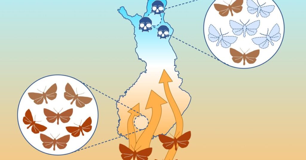 Das Erwärmungsklima verändert Mottengemeinschaften in ganz Finnland. Nach Angaben von Forschern der Universität von Helsinki werden nordkälte angepasste Arten seltener, während Südfinnland einen Zustrom von Arten mit warmem Anpassungs aus dem europäischen Festland erlebt. Das Erwärmungsklima verändert Mottengemeinschaften in ganz Finnland. Nach Angaben von Forschern der Universität von Helsinki werden nordkälte angepasste Arten seltener, während Südfinnland einen Zustrom von Arten mit warmem Anpassungs aus dem europäischen Festland erlebt.