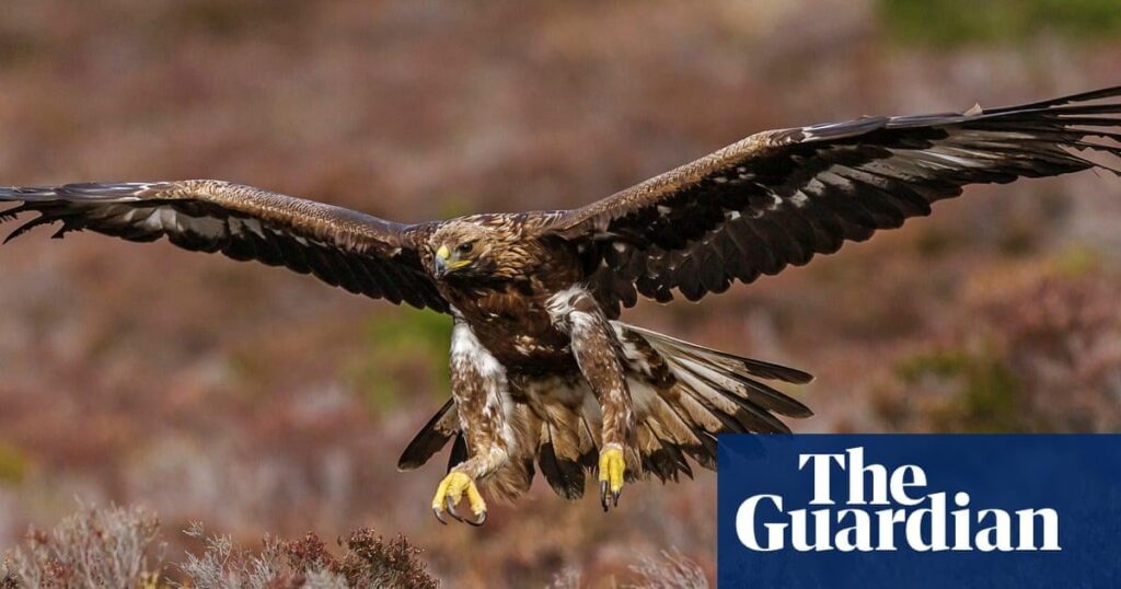 Golden Eagles, die für die Wiedereinführung in England vorgesehen sind