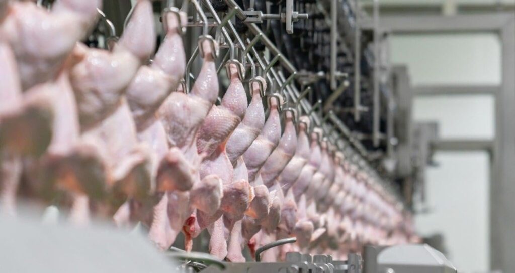 Syrien, gefrorenes Hühnchen, Tomaten, Trauben, Eier, Äpfel, Kartoffeln, Feigen, Kirsche und Pfeffer wie 20 landwirtschaftliche und Viehprodukte, die auf unbestimmte Zeit verboten sind. Syrien, gefrorenes Hühnchen, Tomaten, Trauben, Eier, Äpfel, Kartoffeln, Feigen, Kirsche und Pfeffer wie 20 landwirtschaftliche und Viehprodukte, die auf unbestimmte Zeit verboten sind.