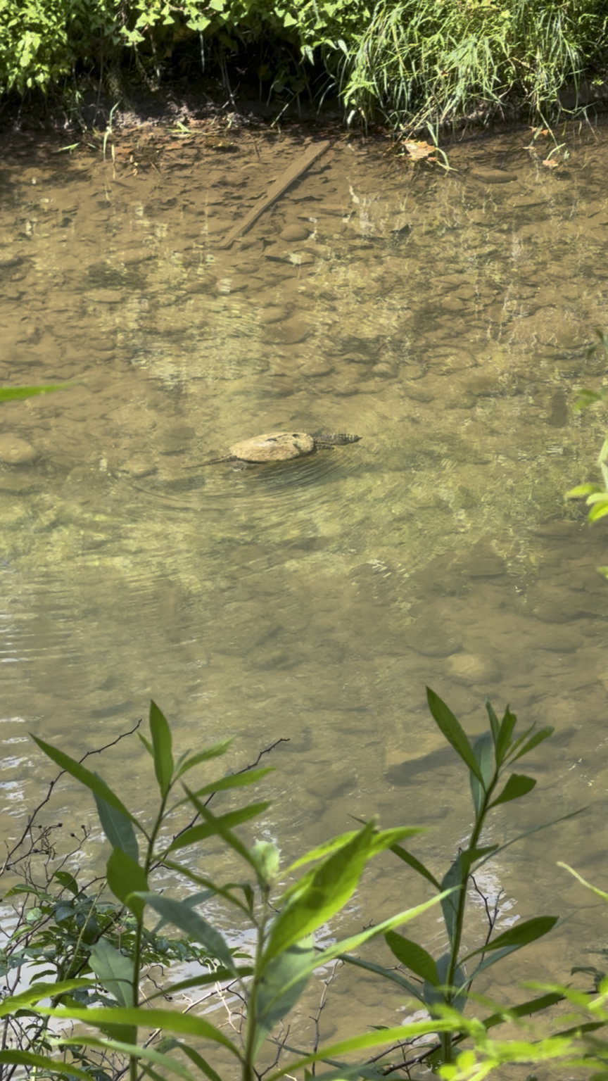 Schildkröte nur zum Schwimmen.