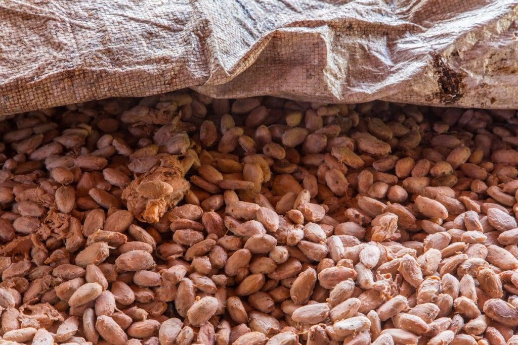 Diese laborgesteuerten Mikroben können jeden Schokoladengeschmack Gourmet machen