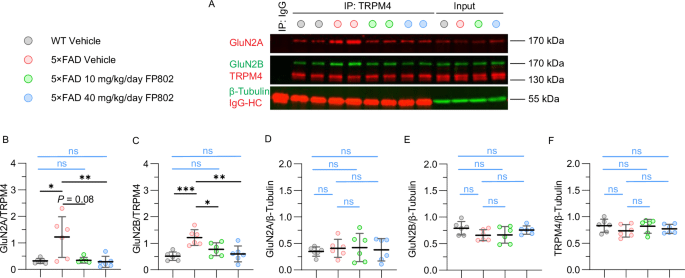 Der NMDAR/TRPM4 -Todeskomplex ist ein Hauptförderer für das Fortschreiten des Krankheiten im 5XFAD -Mausmodell der Alzheimer -Krankheit