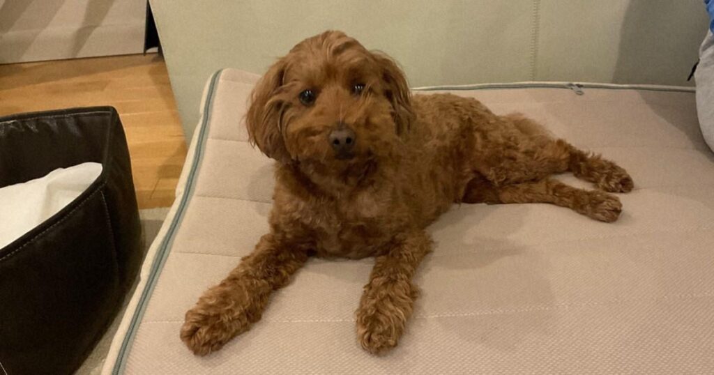 Hundebesitzer verklagt Tokyo Vet Clinic wegen des Todes des Haustiers im Feuer