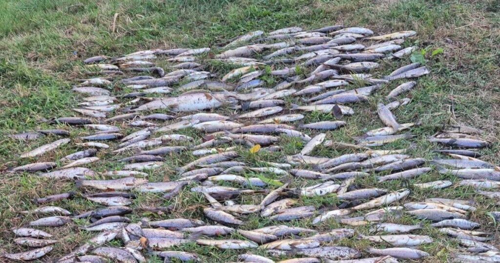 Bis zu 46.000 Fische in den Flüssen North Cork, wie Angler es als „ökologische Katastrophe“ nennen, nennen
