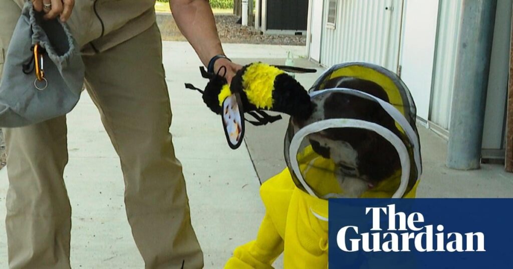 US -Hund hilft Forschern, Bakterien zu identifizieren, die Honigbienen schädigen