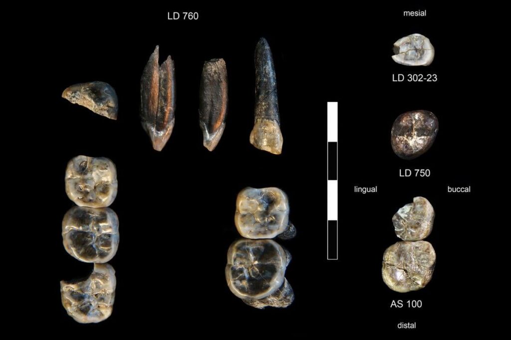 Forscher, die in Äthiopien arbeiten, haben Überreste eines bisher unbekannten Zweigs der Menschheit entdeckt. Die Fossilien, die vor 2,8 Millionen und 2,6 Millionen Jahren Zähne enthalten, gehören zu einem nie zuvor gesehenen Mitglied der Gattung Australopithecus. Die Ergebnisse wurden in Nature veröffentlicht. Forscher, die in Äthiopien arbeiten, haben Überreste eines bisher unbekannten Zweigs der Menschheit entdeckt. Die Fossilien, die vor 2,8 Millionen und 2,6 Millionen Jahren Zähne enthalten, gehören zu einem nie zuvor gesehenen Mitglied der Gattung Australopithecus. Die Ergebnisse wurden in Nature veröffentlicht.