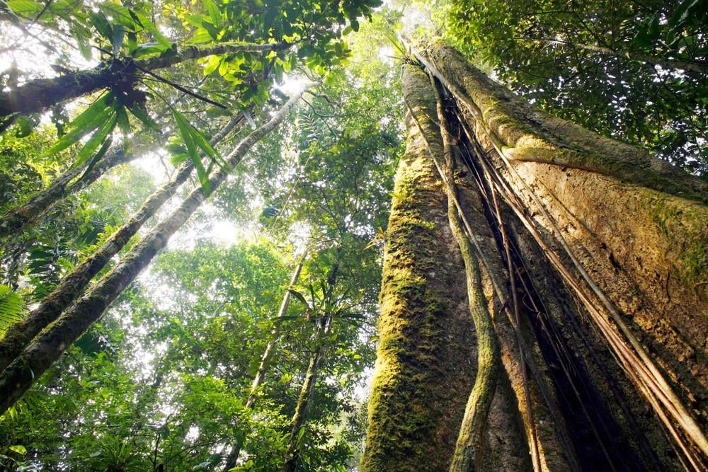 Eine neue Studie birgt die planetarische Grenze der „funktionellen Biosphärenintegrität“; Es wird festgestellt, dass 60 Prozent der globalen Landgebiete jetzt bereits außerhalb der lokal definierten sicheren Zone liegen und 38 Prozent sogar in der Hochrisikozone sind