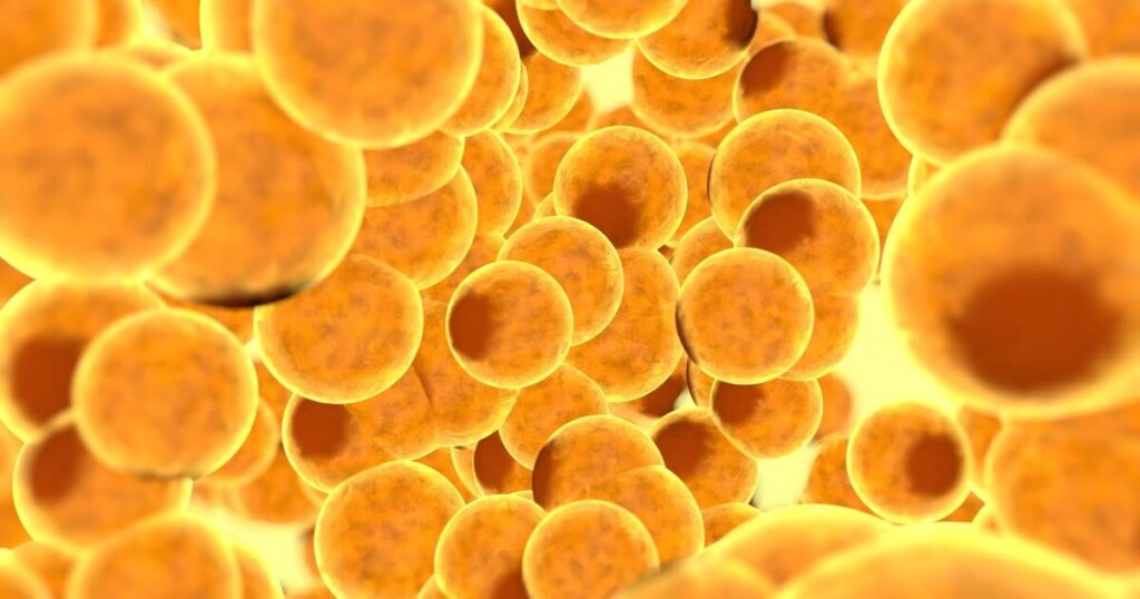 Wissenschaftler haben ein Protein identifiziert, das als Verkehrskontroller für Fett in Zellen fungiert und einen Mechanismus enthüllt, der erklären könnte, wie der Körper die Energiespeicherung reguliert | Die Entdeckung bietet einen neuen Weg zur Behandlung von Fettleibigkeit und Typ -2 -Diabetes Wissenschaftler haben ein Protein identifiziert, das als Verkehrskontroller für Fett in Zellen fungiert und einen Mechanismus enthüllt, der erklären könnte, wie der Körper die Energiespeicherung reguliert | Die Entdeckung bietet einen neuen Weg zur Behandlung von Fettleibigkeit und Typ -2 -Diabetes
