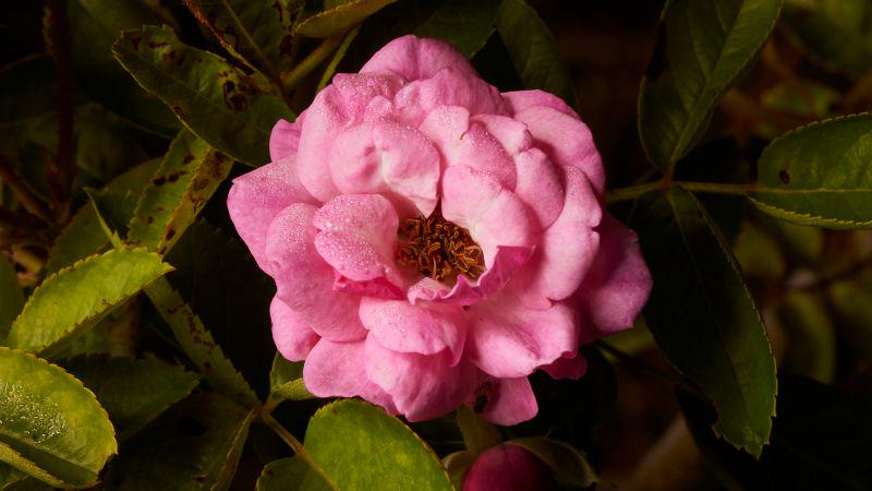 Eine mysteriöse Rose überlebte den Hurrikan Katrina und breitete sich in den USA aus. Seine Ursprünge sind noch unbekannt