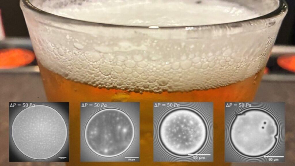 Die physikalischen Eigenschaften von Proteinen, die mit einer längeren Fermentationsperiode verbunden sind, erklären, warum einige Biere einen stabileren, länger anhaltenden Schaum haben