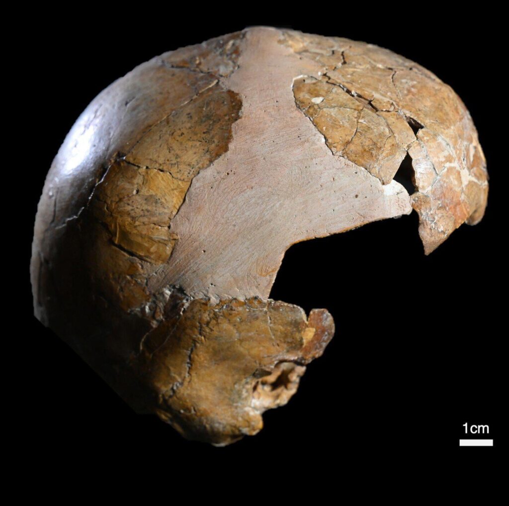 Früherste Beweise für die Verstärkung zwischen Homo Sapiens und Neandertalern