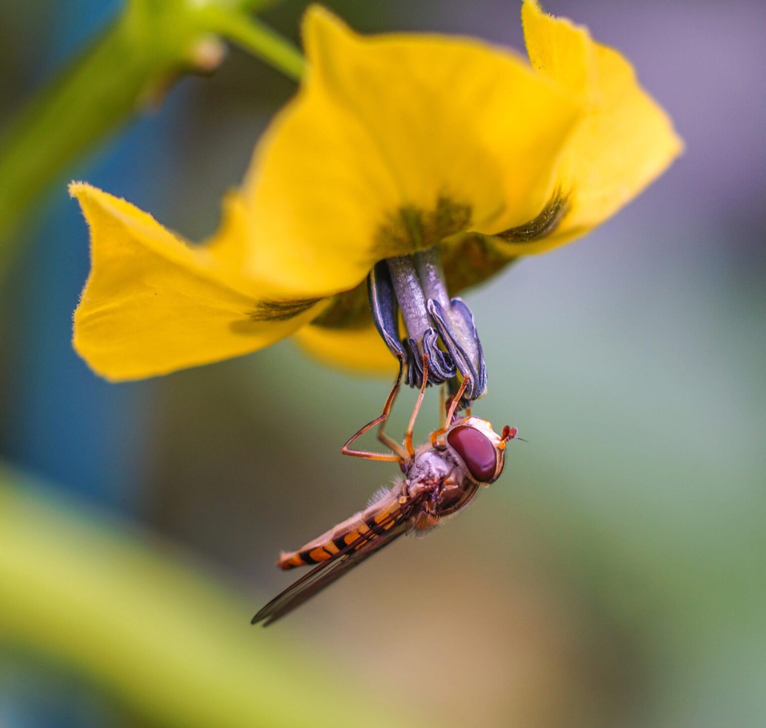 Verstädterung im Zusammenhang mit einem Rückgang der Bestäubung von Insekten um 43%. Die Forschung zeichnet ein besorgniserregendes Bild für die biologische Vielfalt.