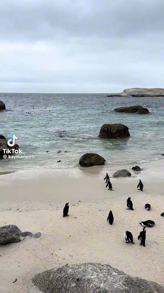 Pinguine am Strand in Kapstadt, Südafrika
