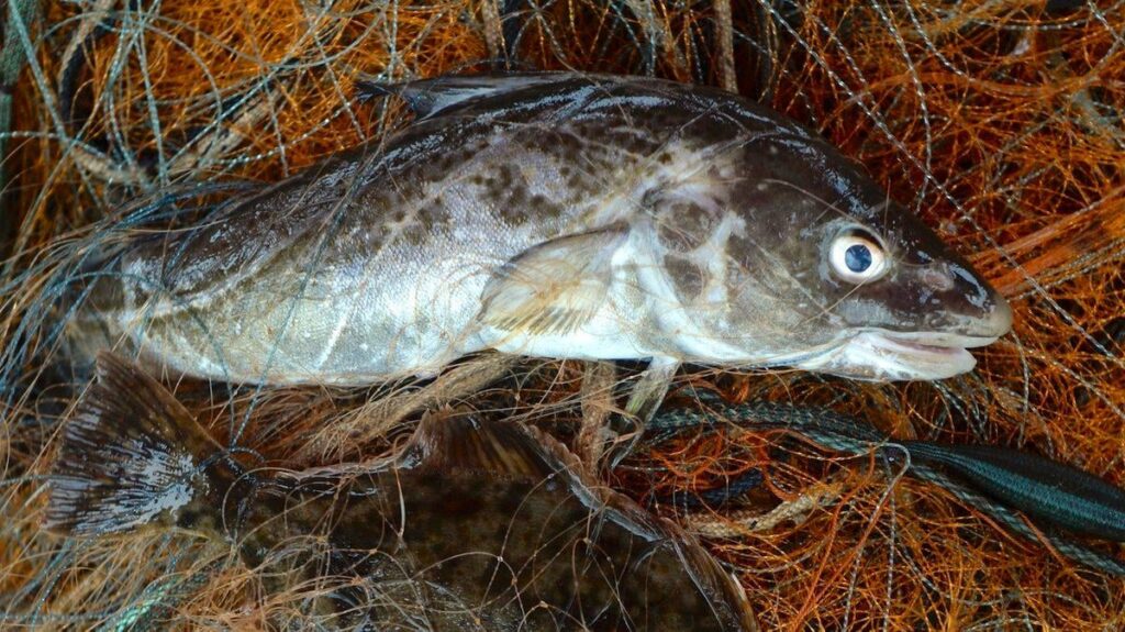 Schrumpfung CSOD: Wie Menschen die Entwicklung von Arten beeinflussen. Überfischung und selektive Ernte der größten Fische hat genetische Veränderungen verursacht, die langsameres Wachstum und geringere Größe bevorzugen. Schrumpfung CSOD: Wie Menschen die Entwicklung von Arten beeinflussen. Überfischung und selektive Ernte der größten Fische hat genetische Veränderungen verursacht, die langsameres Wachstum und geringere Größe bevorzugen.