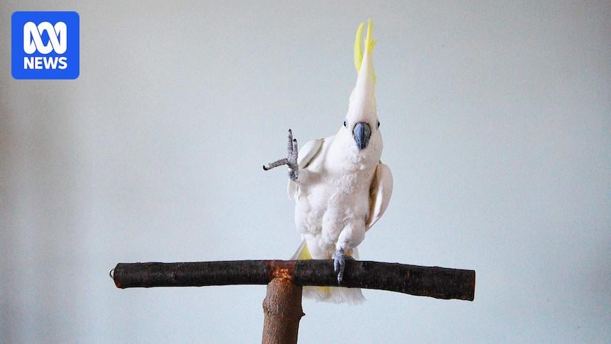 Cockatoos, die den Beat fühlen, führt 30 verschiedene Tanzbewegungen aus, Studienshows