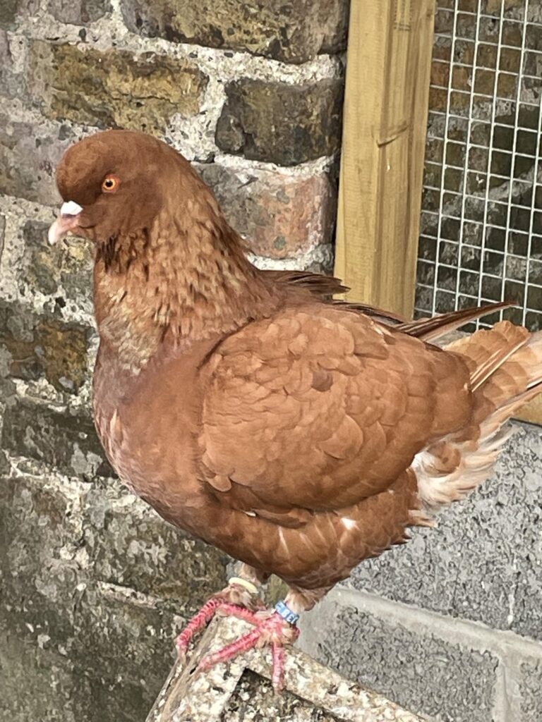 Welche Art von Tauben-/Tauben-/Steroidvogel -Vogel ist das?
