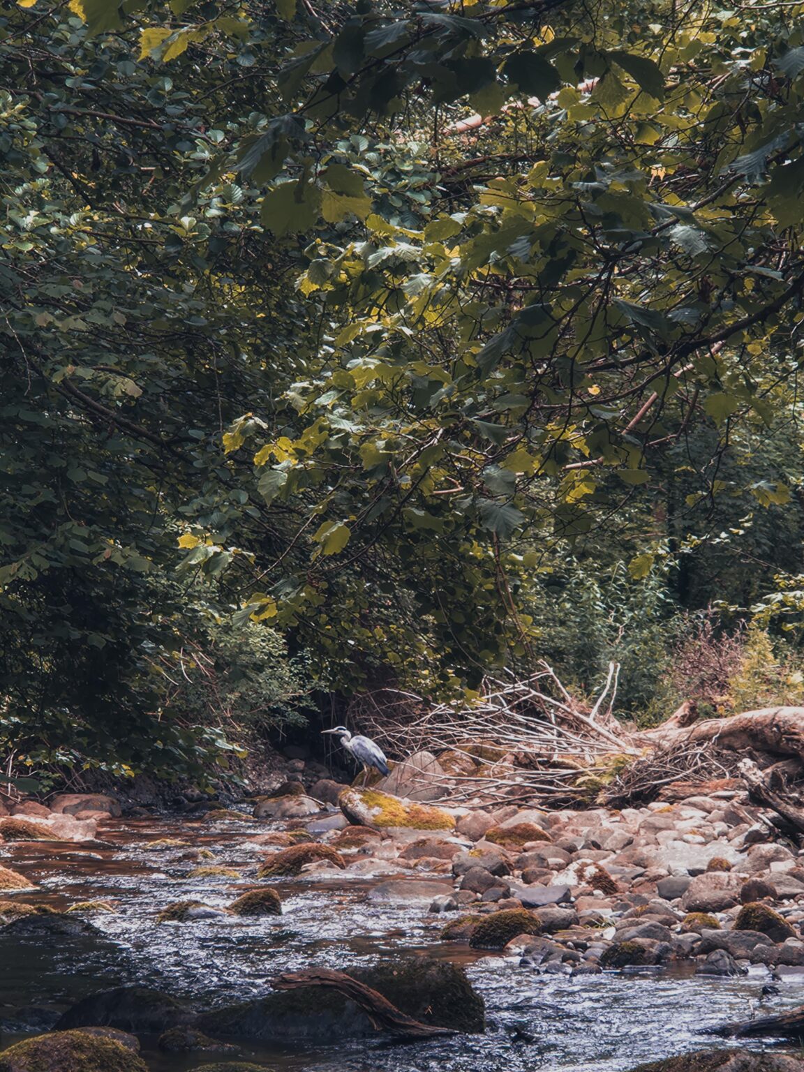 Knocksink Holz, Enniskerry