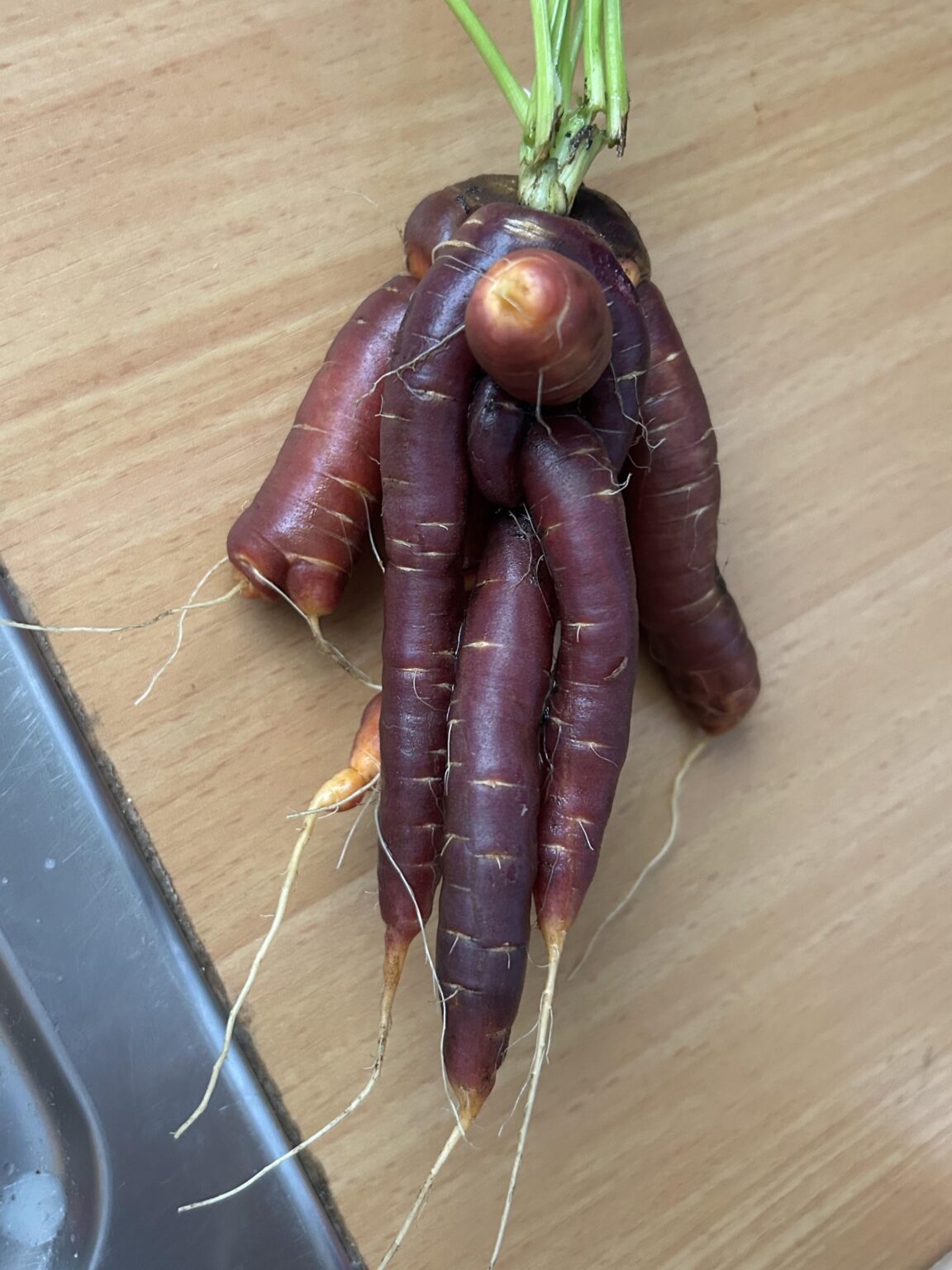 Gordischer Knoten