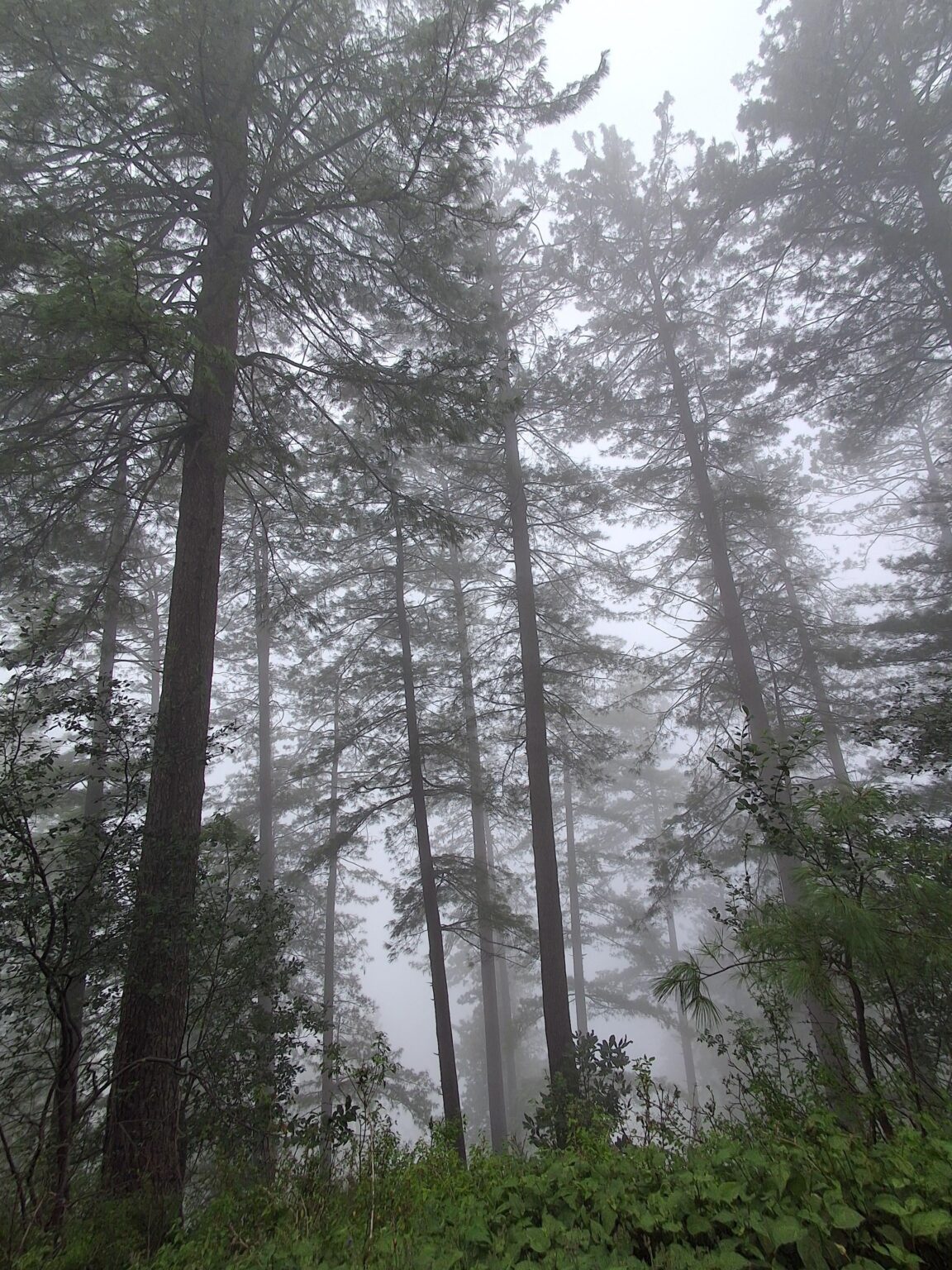 Wenn ich im Wald bin, fühle ich mich lebendig ✨️