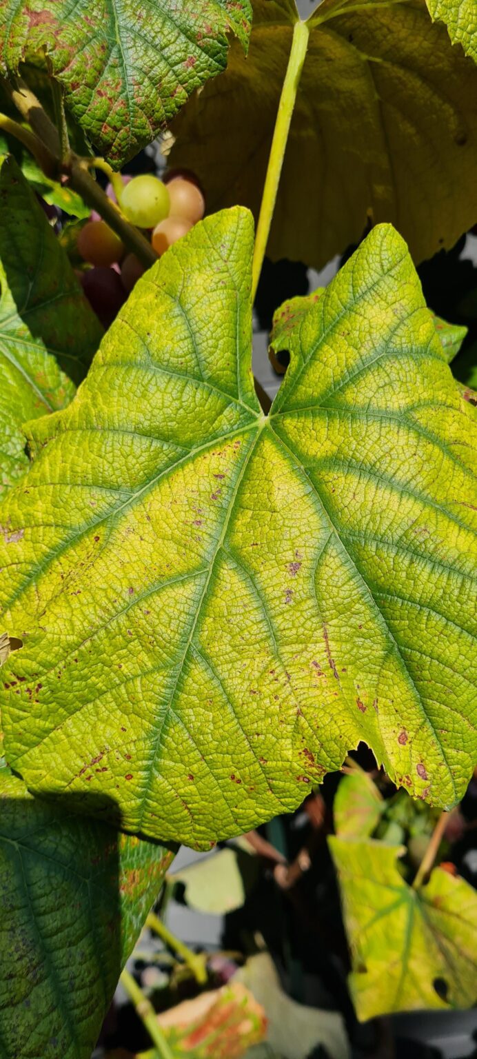 Wein - Mangel oder Hitzeschäden?