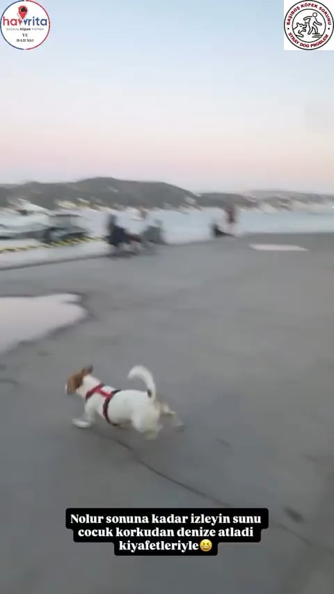 Dijan Köse, die Tochter von Erol Köse, veröffentlichte die Momente, in denen der Hund die Schüssel öffnete und der Hund ein Mädchen in den sozialen Medien übertrat. Als ein Mädchen, das nicht weiß, was mit Angst zu tun ist, sobald sie über den Hund rannte, spiegelte sich Dijan Köses Lachen im Video wider