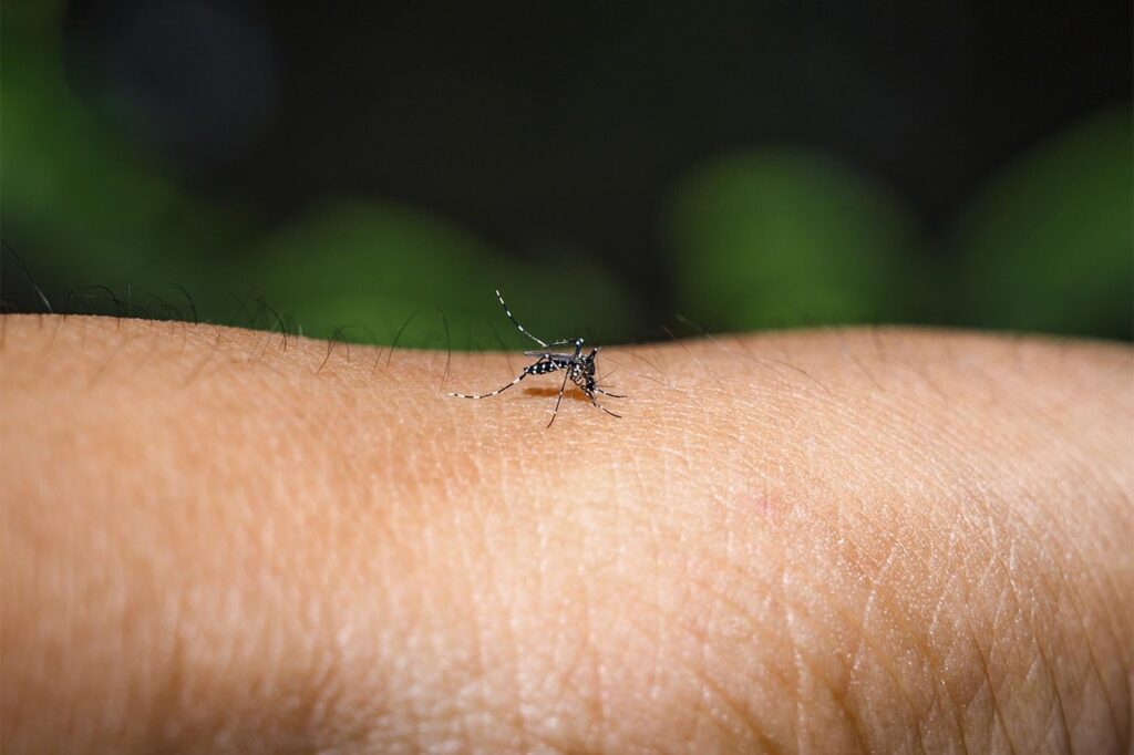 Mit einer Genauigkeit von 80% können Forscher maschinelles Lernen verwenden, um die Entstehung eines Dengue -Fieberausbruchs vorherzusagen