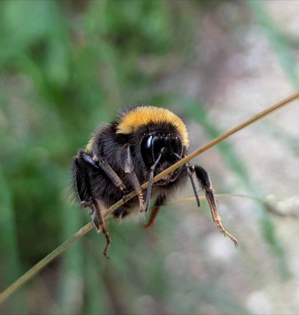 Turnstunde der schönsten Erdhummel weit und breit