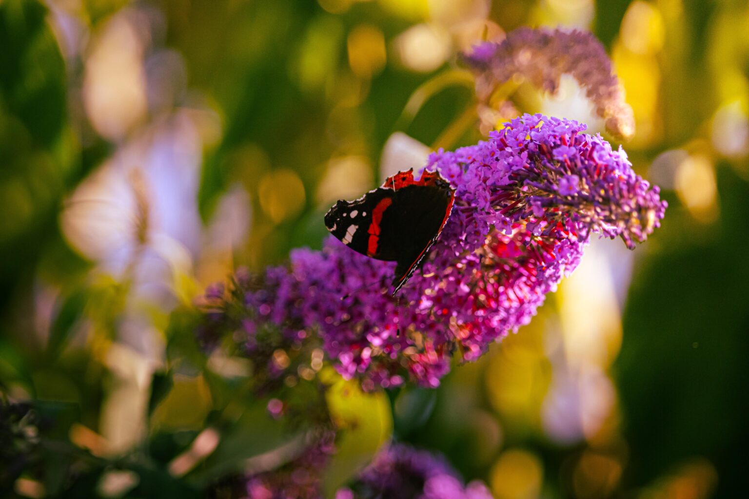 Schmetterling auf unserer Buddlea