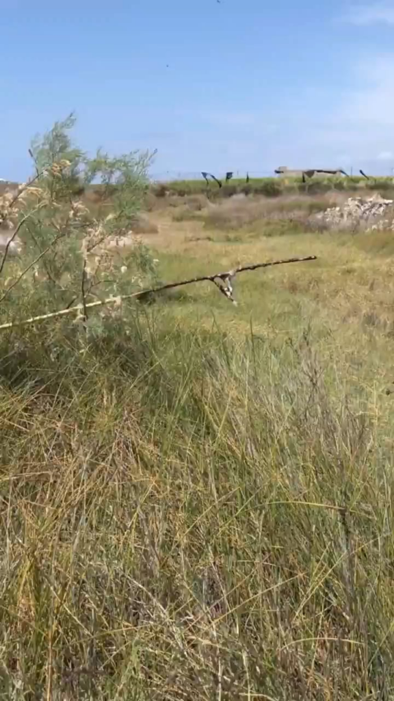 Die syrische „Bird Gang“, die unter der Bedingung der gerichtlichen Kontrolle freigelassen wurde, jagt Vögel, indem er im Samandağ Milyha Bird Paradise Kleber auf Bäume anwendet. Sie entführen die Vögel, die sie im Ausland jagen, und verkaufen sie. Trotz aller Kämpfe wurde die Bande wie gewohnt freigelassen.